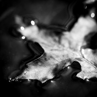 shiawassee assorted 2018-008