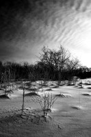 shiawassee_infrared_feb-2008_02