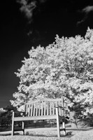 dow-gardens-infrared-2011-28