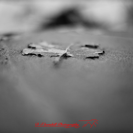 Tawas State Park-Nov-2017-007