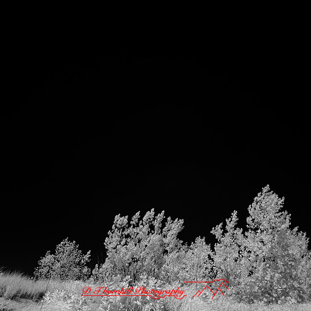 infrared-2018-sleeping-bear-dunes-017