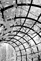 dow-gardens-infrared-2011-25