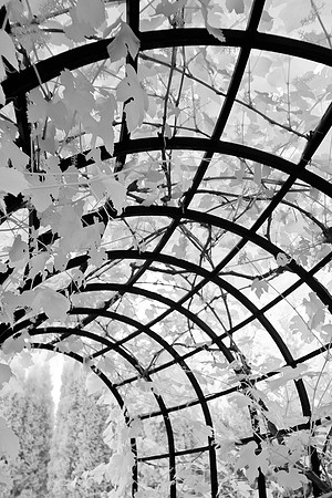 dow-gardens-infrared-2011-25