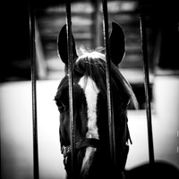 bay country fair 2017-003-nas