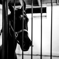 bay country fair 2017-002
