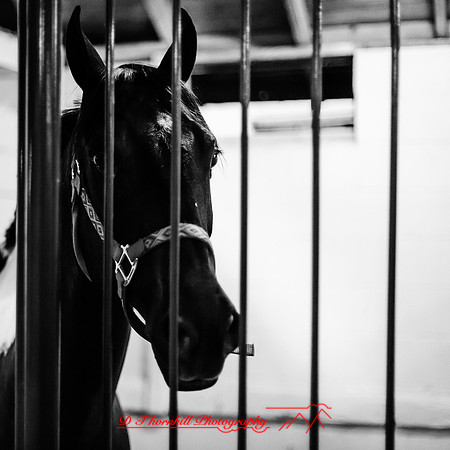 bay country fair 2017-002