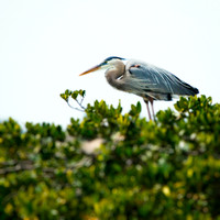 florida-2013-images-095-nas