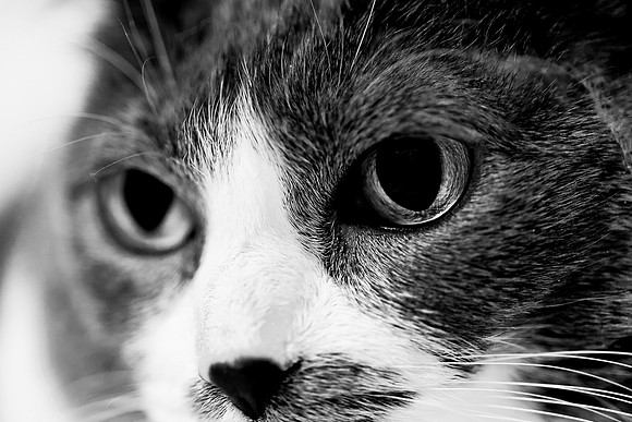 bastet-2011-08-nik