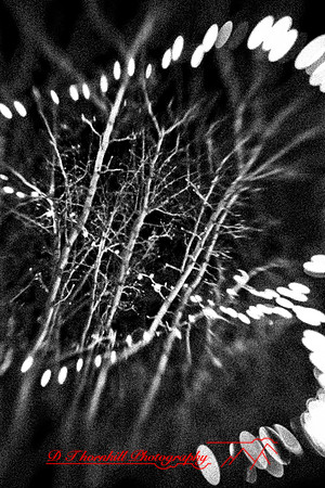 assorted_images-2011-121