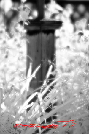 infrared-2008_033