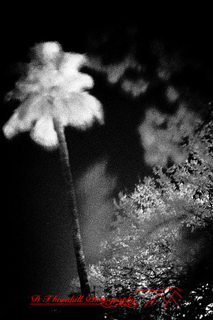 florida-2010-infrared-images_17-nik
