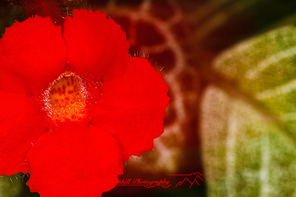 florida-flowers-2011-37