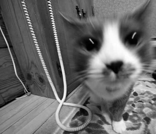 bastet_021
