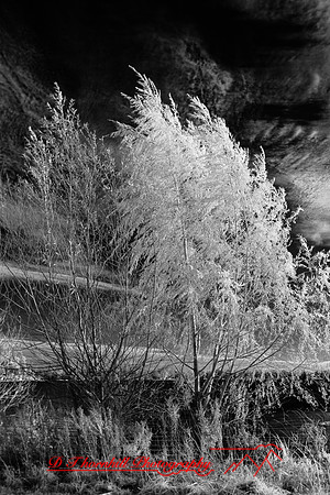 crystal_lake-infrared-2010_16