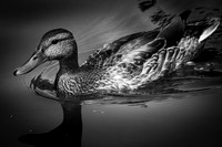 2021 Random Nature