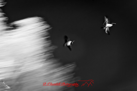 infrared-bay-city-2010-35-nik