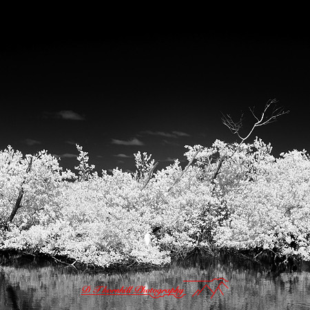 florida-2014-infrared-001