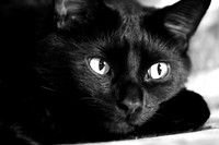 ramsses_010.jpg
