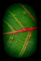 Images Nature