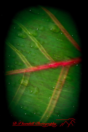 florida-nature-images-2011-19