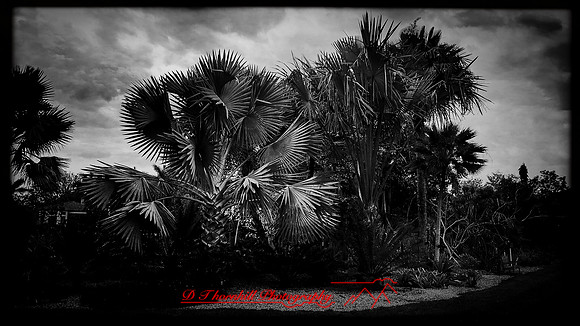 florida-march-2016-iphone-selby-gardens-023