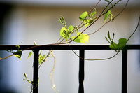 assorted-images-2006_030