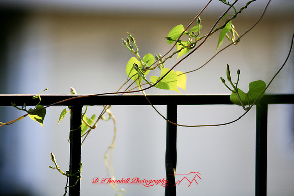 assorted-images-2006_030