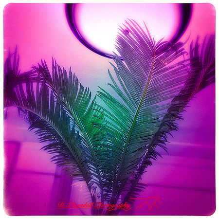 iPhones-2014-026