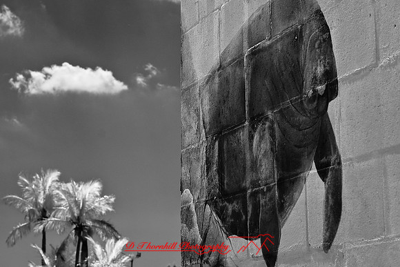florida-2009-images-infrared_14.jpg