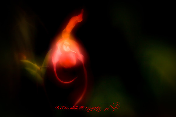 florida-2010-flowers_28