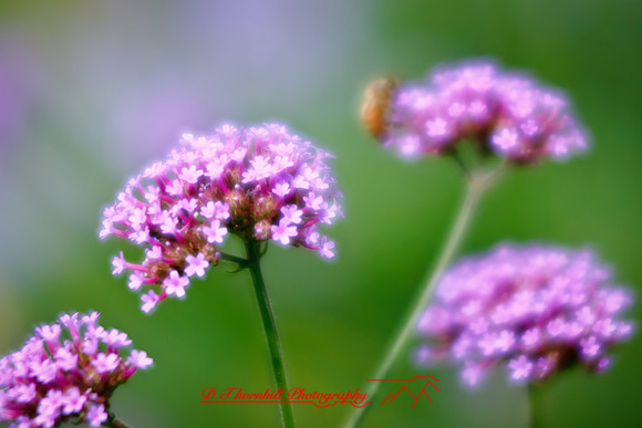 dow-gardens-2010_12