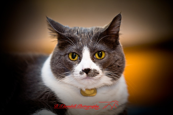bastet_059