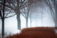 assorted_images-2008_52.jpg