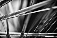 florida-nature-images-2011-06-nas