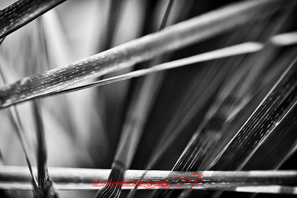 florida-nature-images-2011-06-nas