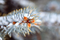 assored_images-2011-022-nik