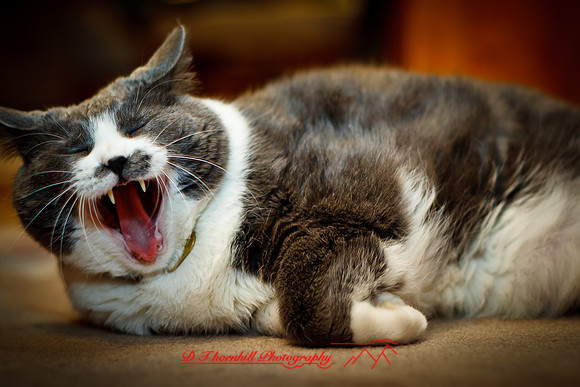 bastet-2010_02-nik