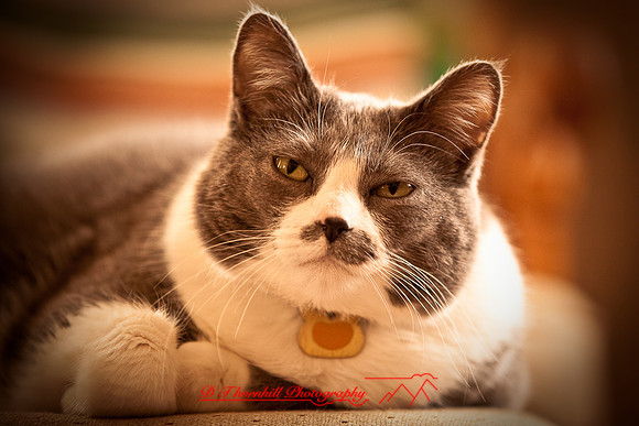 bastet_068
