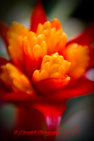 florida-2009-flowers_21.jpg