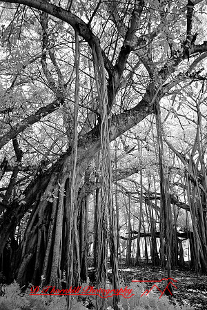 florida-2008-nature-infrared_59.jpg