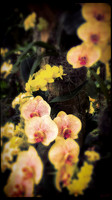 florida-march-2016-iphone-selby-gardens-010