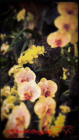 florida-march-2016-iphone-selby-gardens-010