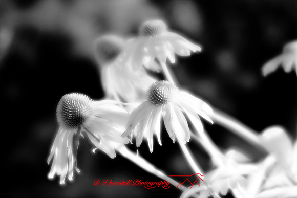 infrared-2008_037