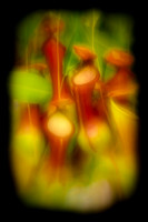 florida-2010-flowers_06