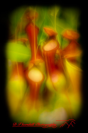 florida-2010-flowers_06