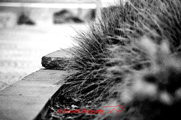 assorted-images-2006_027