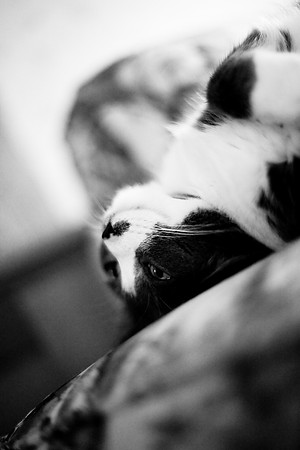 bastet_044