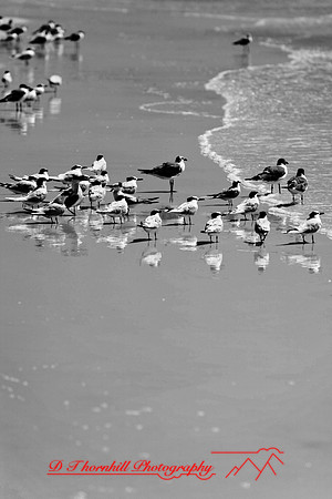 florida-2006_101
