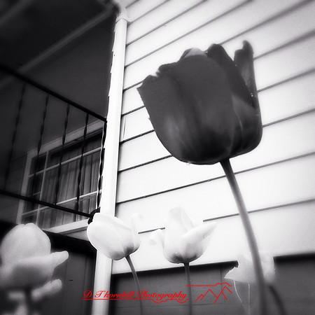 iPhones-2014-054