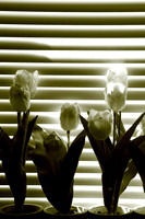 assorted-images-2006_48